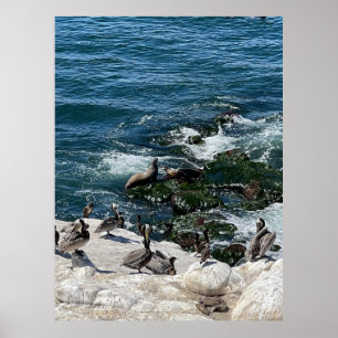 Seals and Birds Poster