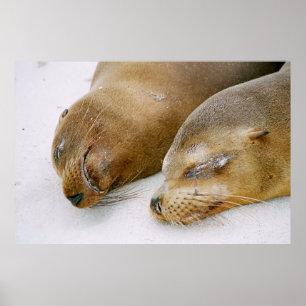 SEALS ENJOYING THE SUNSHINE AND EACH OTHER ON THE  POSTER