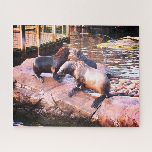 Seals Jigsaw Puzzle (Horizontal)