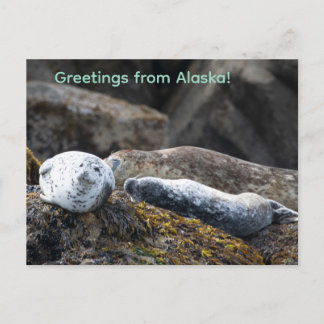 Seals on a rock holiday postcard