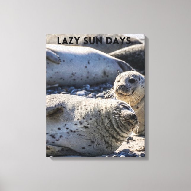 Seals Relaxing on Sand and Pebbles Canvas Print (Front)