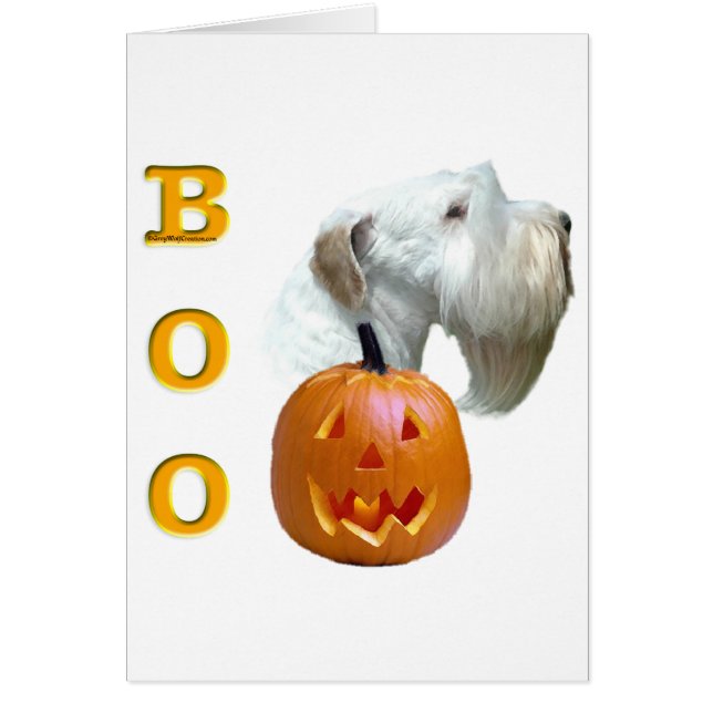 Sealyham Terrier Boo (Front)