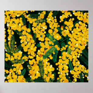 Seamless pattern with with yellow mimosa flowers a poster