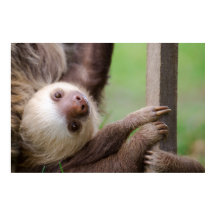 Sean Graesser Sloth