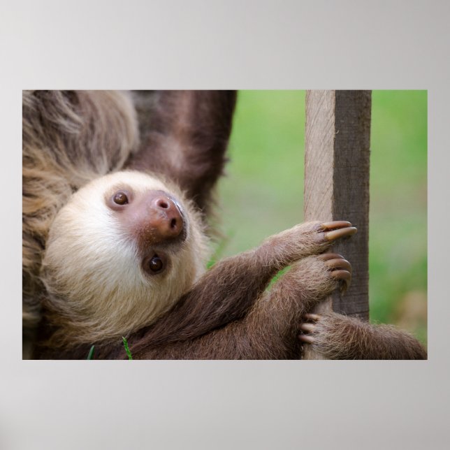 Sean Graesser Sloth Poster (Front)