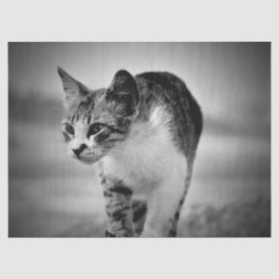 searching cat tissue paper