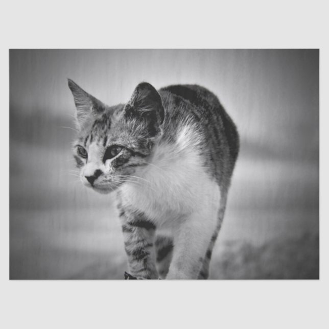 searching cat tissue paper (Front)