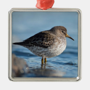 Searching Rock Sandpiper Metal Tree Decoration