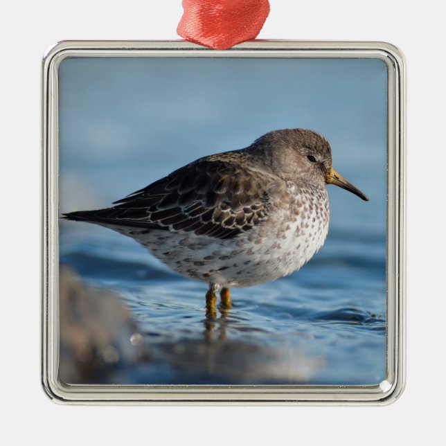 Searching Rock Sandpiper Metal Tree Decoration (Front)