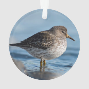 Searching Rock Sandpiper Ornament