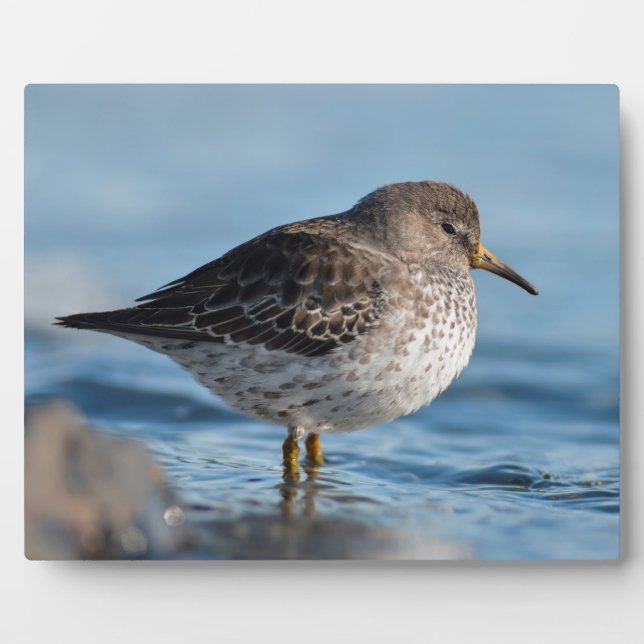 Searching Rock Sandpiper Plaque (Front)