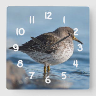 Searching Rock Sandpiper Square Wall Clock