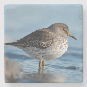 Searching Rock Sandpiper Stone Coaster