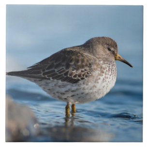 Searching Rock Sandpiper Tile