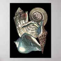 Seashell Anthology