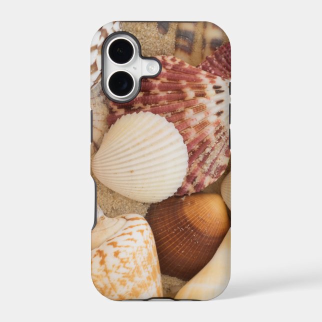 Seashell Arrangement (Back)