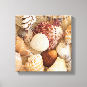 Seashell Arrangement Canvas Print