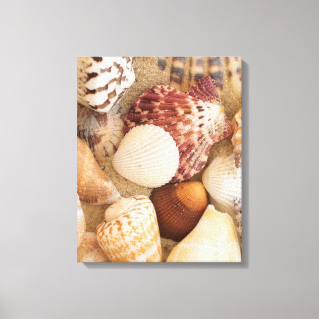 Seashell Arrangement Canvas Print (Front)