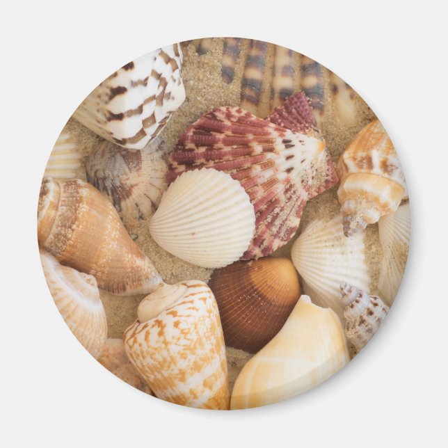 Seashell Arrangement Magnet (Front)