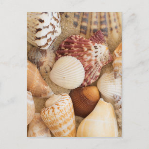 Seashell Arrangement Postcard