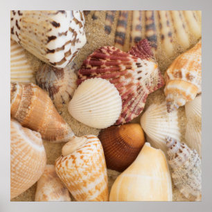 Seashell Arrangement Poster
