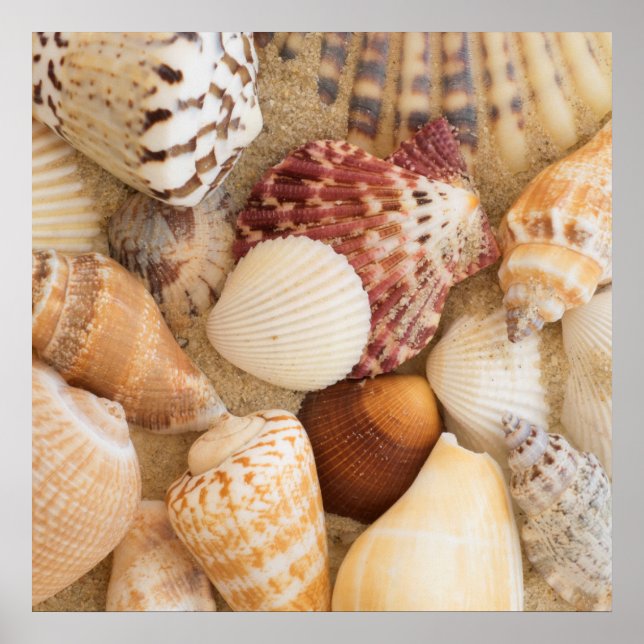 Seashell Arrangement Poster (Front)