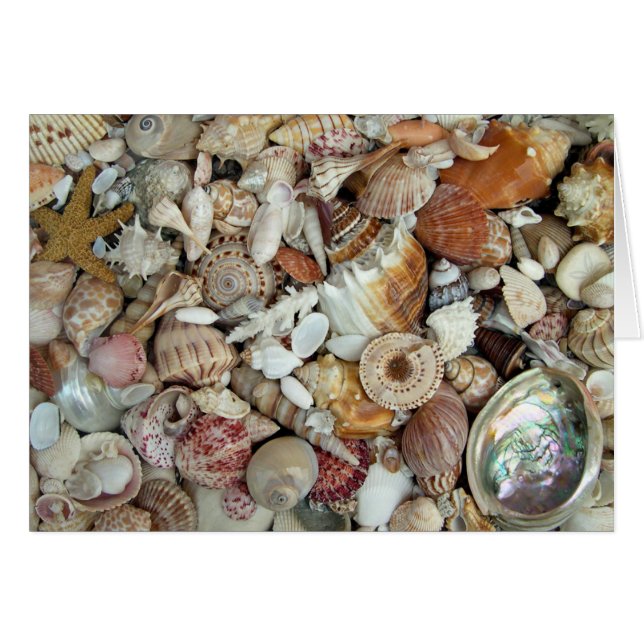 Seashell Card (Front Horizontal)
