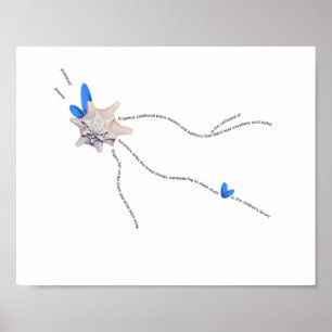 Seashell coastal whimsical conch piano poem poster