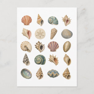 Seashell Collage Postcard