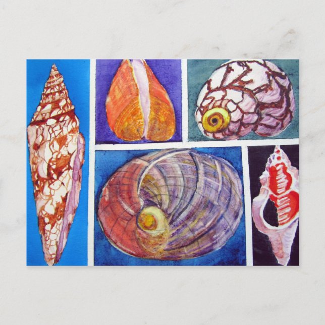 Seashell collage postcard (Front)