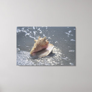 Seashell On Beach Sanibel Island, Florida Canvas Print
