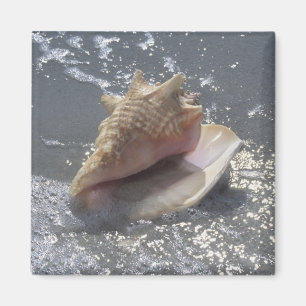 Seashell On Beach Sanibel Island, Florida Magnet
