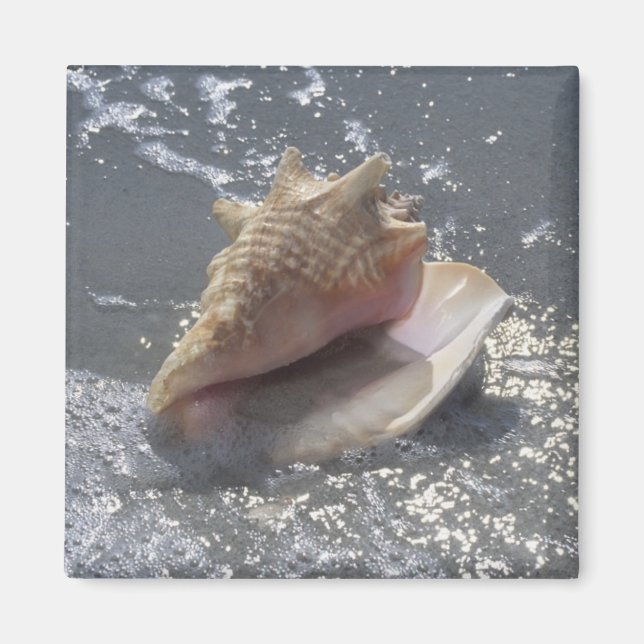 Seashell On Beach | Sanibel Island, Florida Magnet (Front)