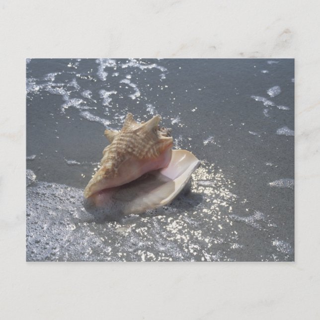 Seashell On Beach | Sanibel Island, Florida Postcard (Front)