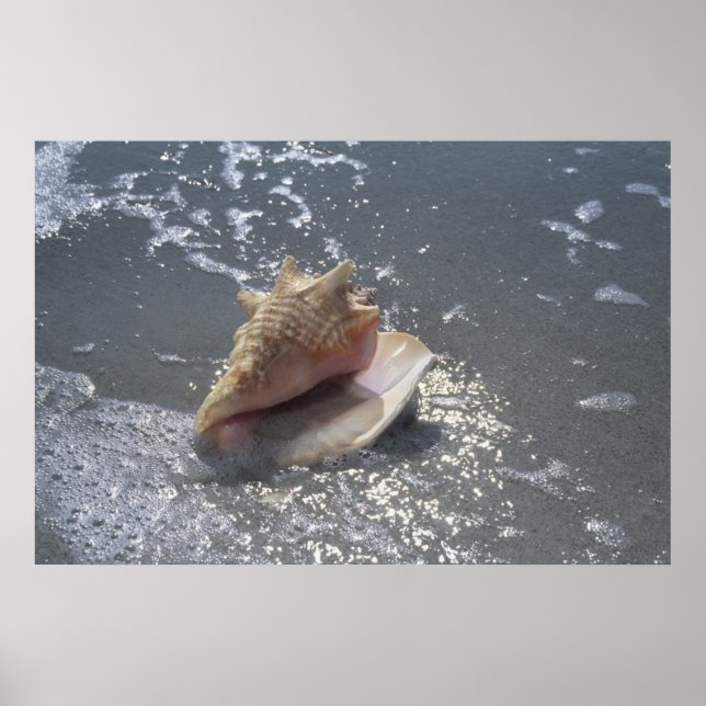 Seashell On Beach | Sanibel Island, Florida Poster (Front)