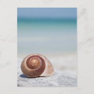 Seashell On Beach   St. Petersburg, Fl Postcard