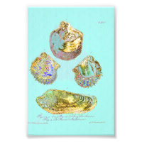 Seashell on Robins Egg Blue