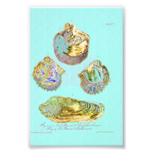 Seashell on Robins Egg Blue Photo Print