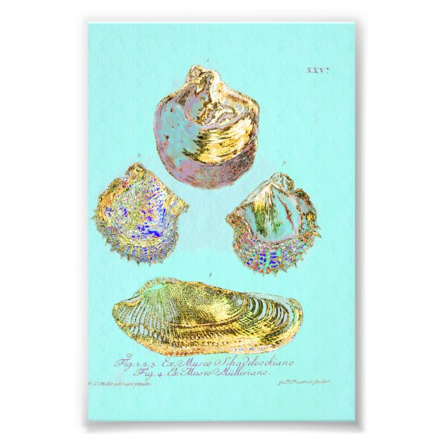 Seashell on Robins Egg Blue Photo Print (Front)