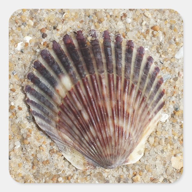 Seashell On Sand Square Sticker (Front)