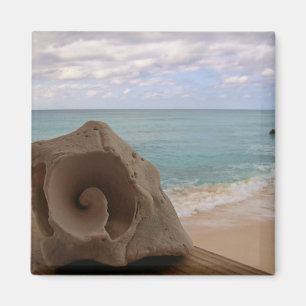 Seashell on the Beach Photo Magnet