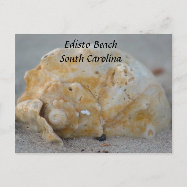 Seashell on the Beach Postcard (Front)