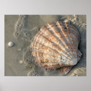 Seashell On The Beach Poster