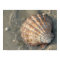 Seashell On The Beach Poster