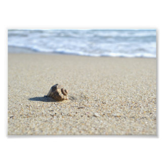 Seashell Photo Print