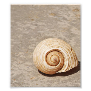 SeaShell Photo Print