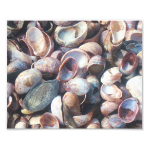 Seashell Photo Print