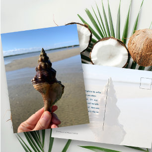 Seashell Photography Horse Conch Wild Florida Postcard