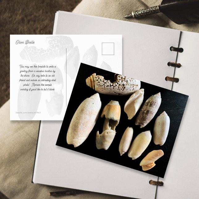 Seashell Photography Olive Shells Postcard (Creator Uploaded)