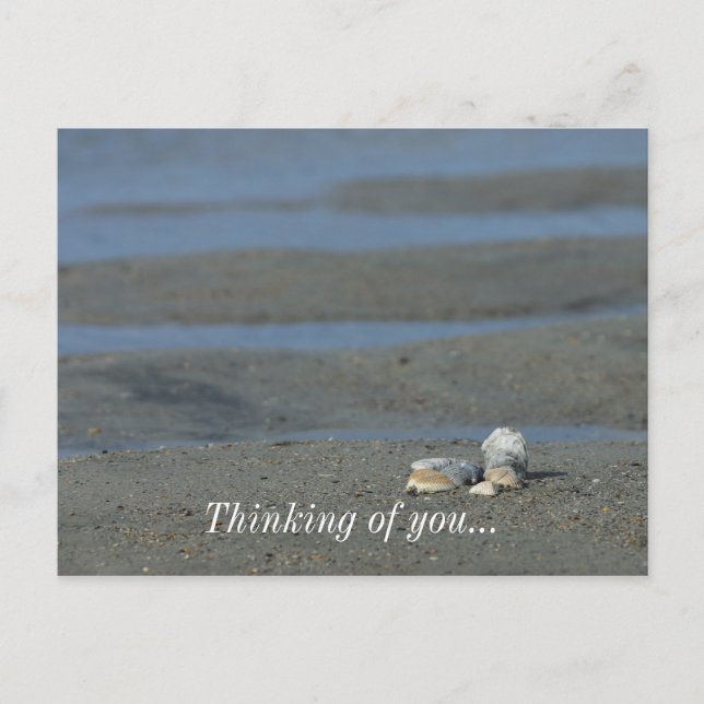 Seashell Pile Postcard (Front)